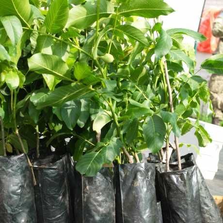 Саджанці Грецького горіха.