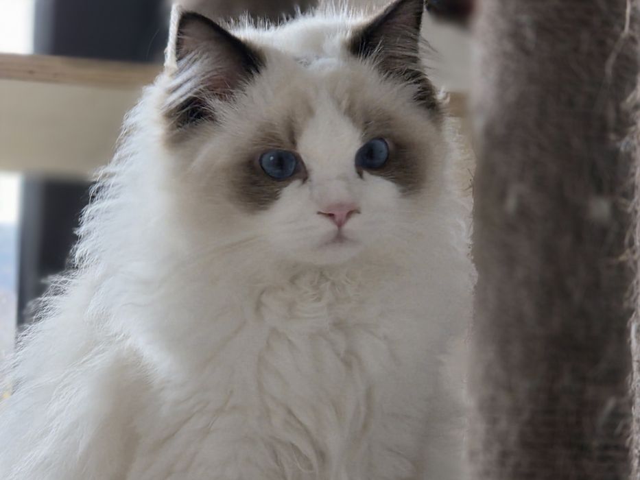 Kotka RAGDOLL  rodowód FPL