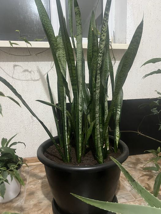 Квіти Білгород-Дністровський