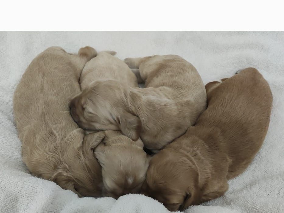 Ostatnia wolna suczka. Z rodowodem. Cocker spaniel angiel