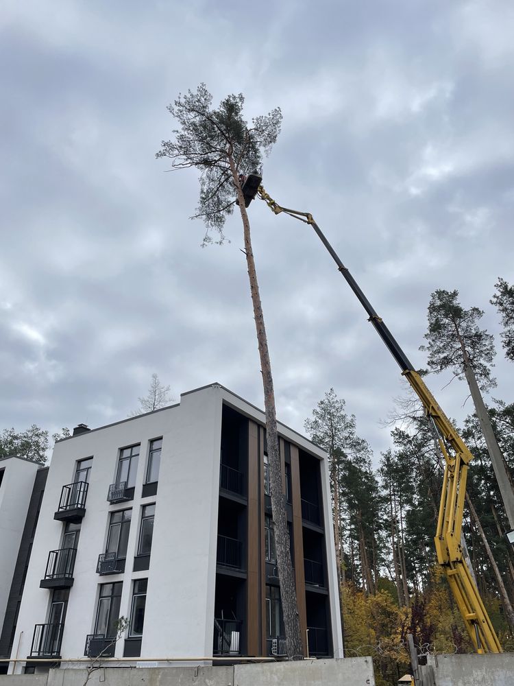 Валка сосен, расчистка участка, дробление веток, вывоз, спил деревьев