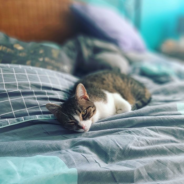 Zaginęła kotka Fela