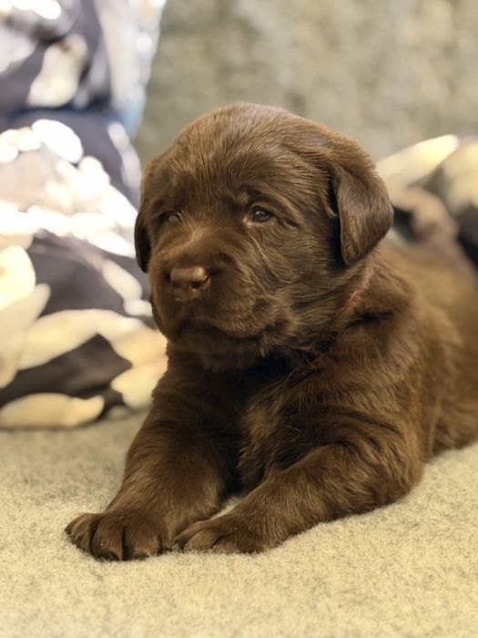 Labrador Retriever czekoladowa suczka