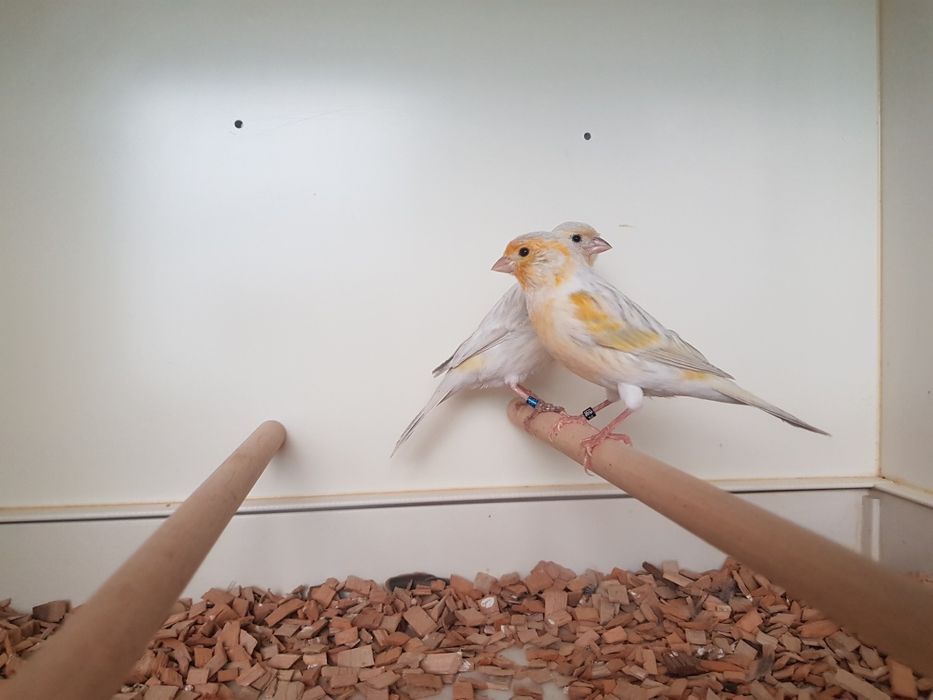 Kanarek mozaika opalowa