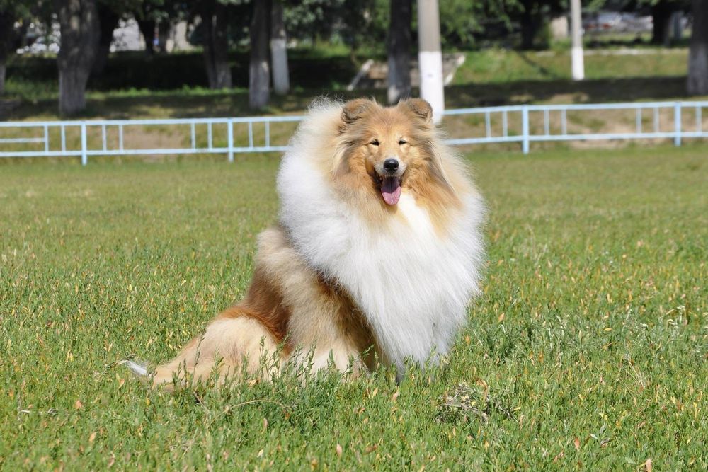 Щенки колли длинношёрстной