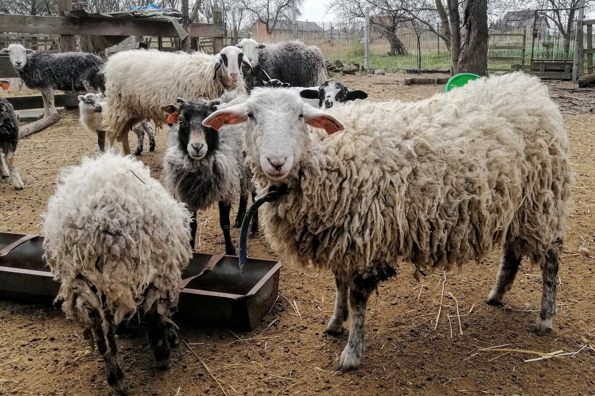 Jagnięta po angielskim baranie rasy herdwick (okazja!)
