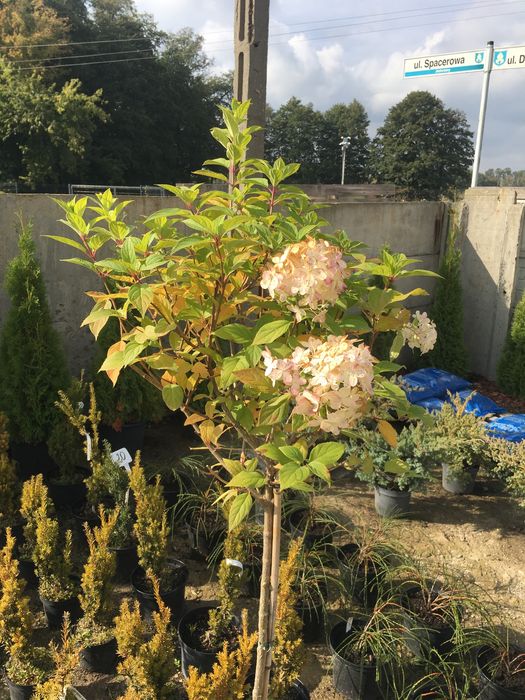 Hortensja na pniu Hydrangea paniculata „Limelight” PBR