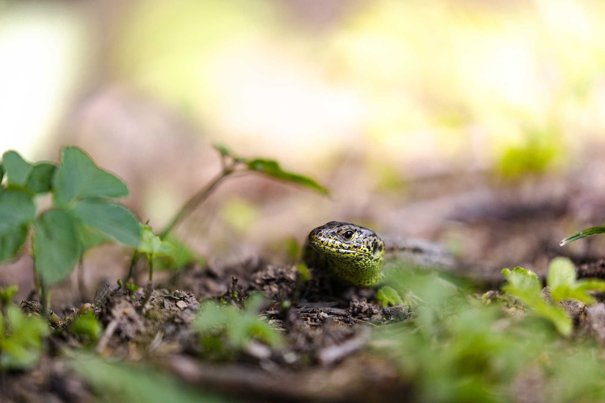 Obrazy na płótnie - natura z bliska / Damian Brodowski