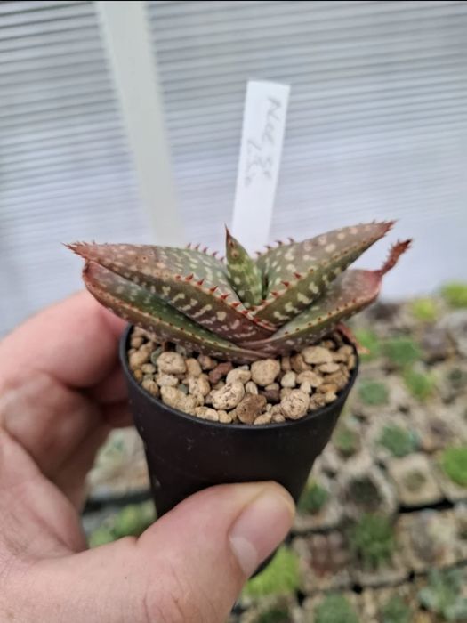 Suculenta Aloe sp. Líbia