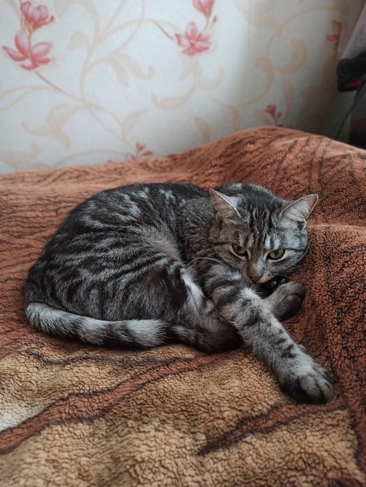 Отдам красивых котят