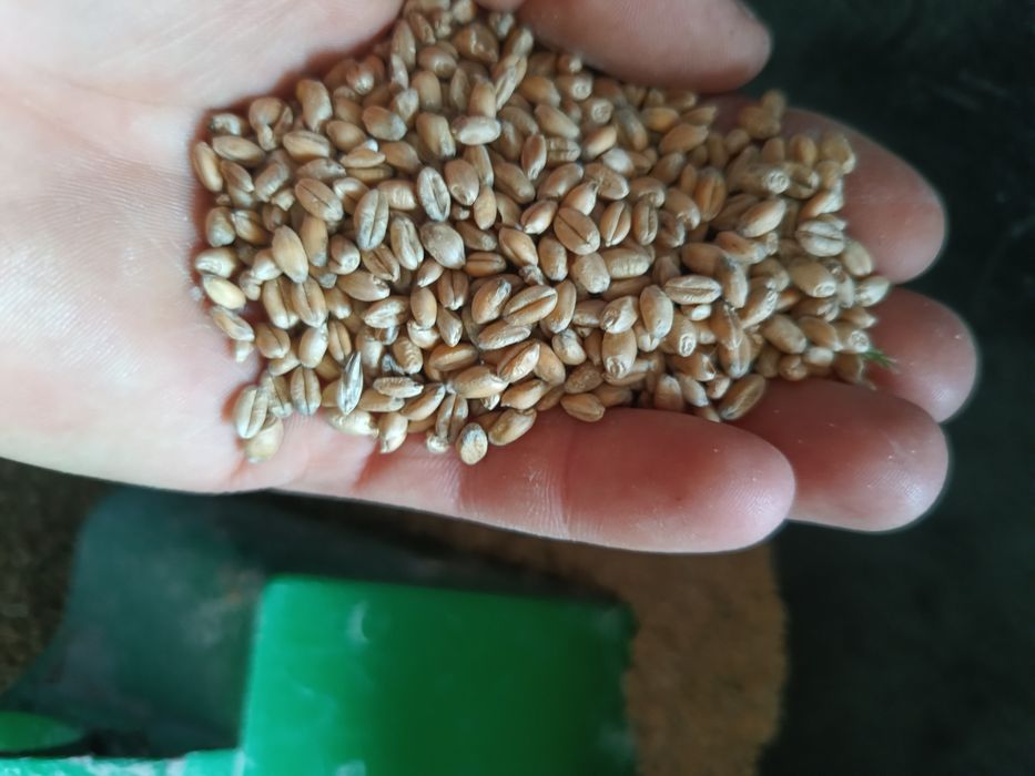 Pszenica ozima Wilejka