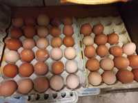 Ovos caseiros para consumo biologicos