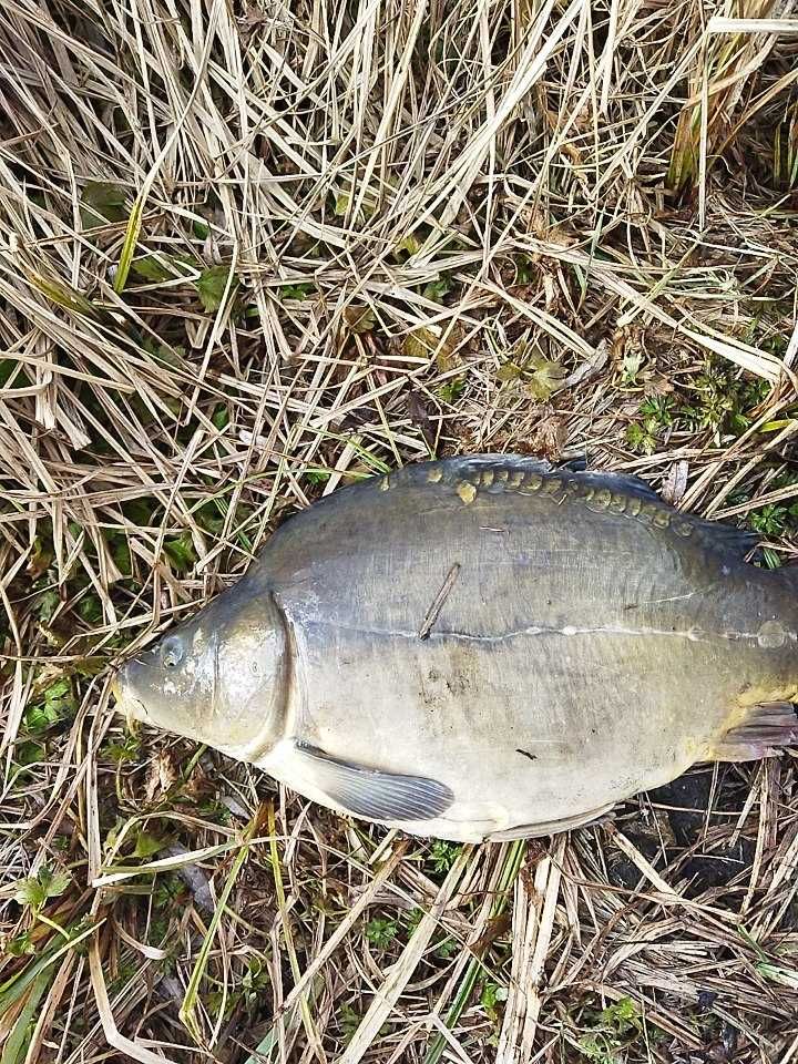 ЛИЧИНКА,ПІДРОЩЕНА ЛИЧИНКА елітного породного коропа, білий амур,щука