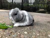 KIT de Coelhos anões Orelhudos mini-lop