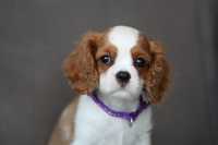 ***Cavalier King Charles Spaniel suczka**