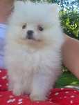 Suczka rasy szpic miniaturowy pomeranian