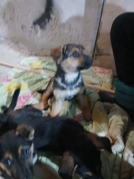 Відаю безплатно забагато