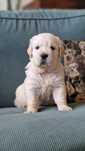 Golden Retriever szczeniak ZKwP FCI