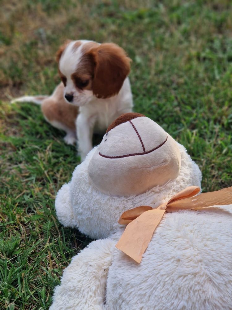 Cavalier King Charles Spaniel - suczka blenhein