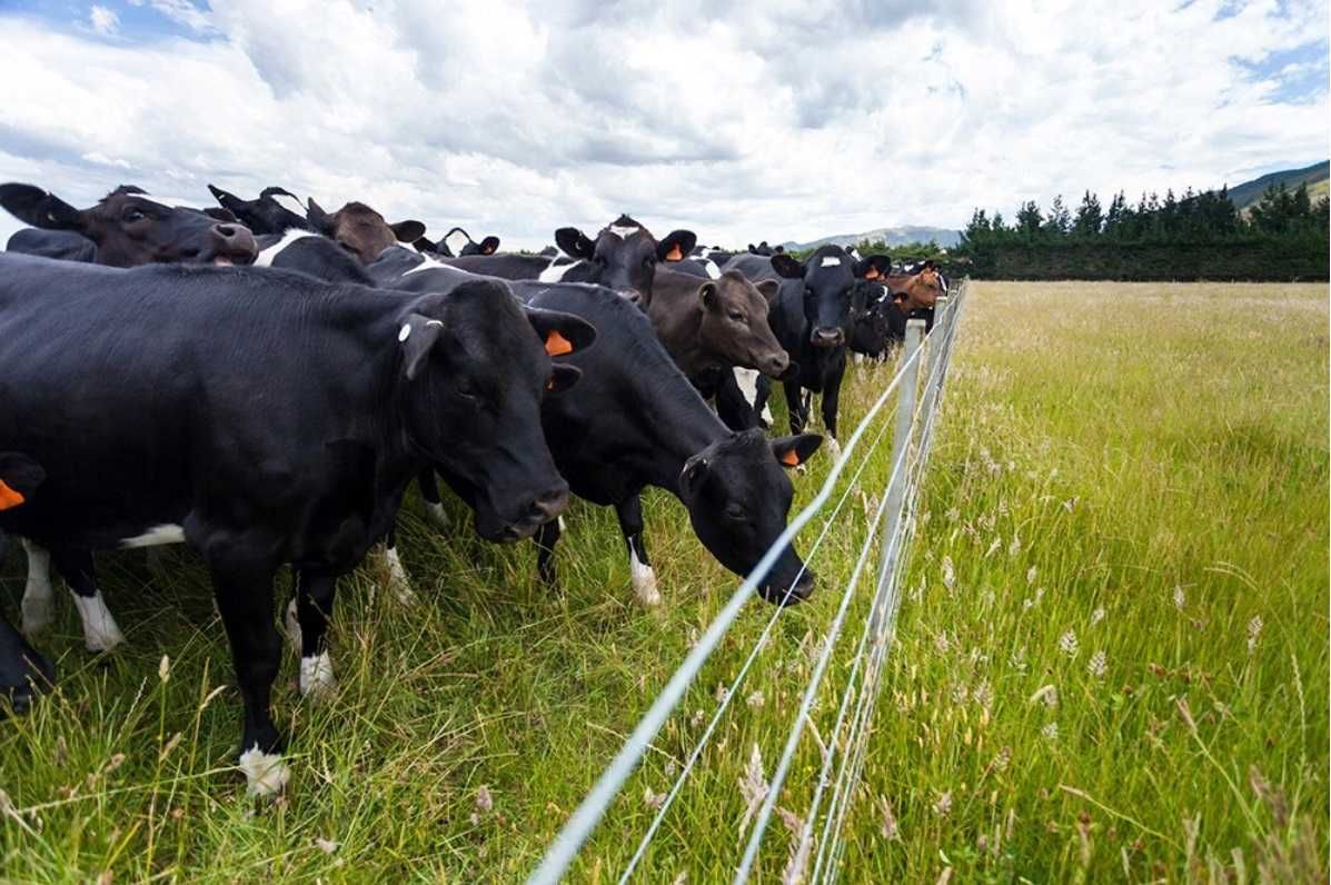 Zestaw Pastuch ogrodzenie elektryczny dla bydła paliki SKUTECZNY