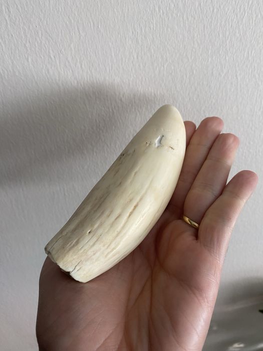 Dente cachalote antigo