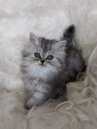 Kocurek perski kotki kocięta perskie kot  koty