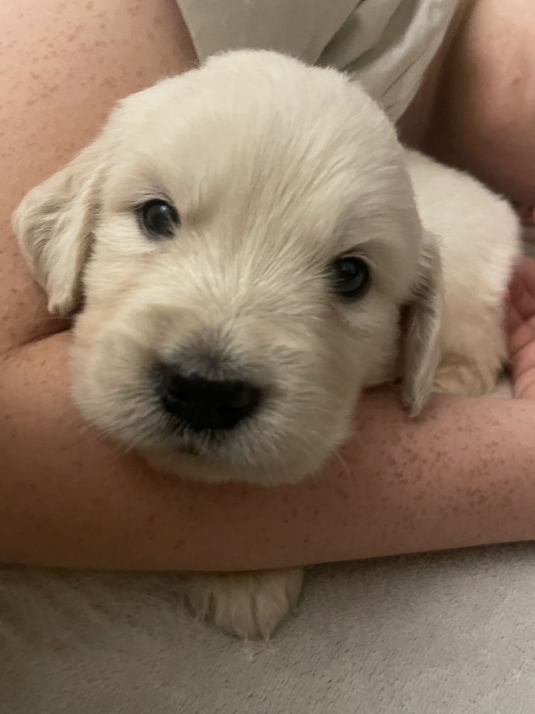 Golden Retriever- cudowna sunia!