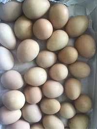 Яйца цесариные на инкубацию и столовые