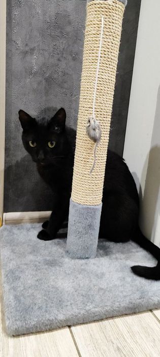 Когтеточка для котов. Дряпка з поличкою. Царапка.