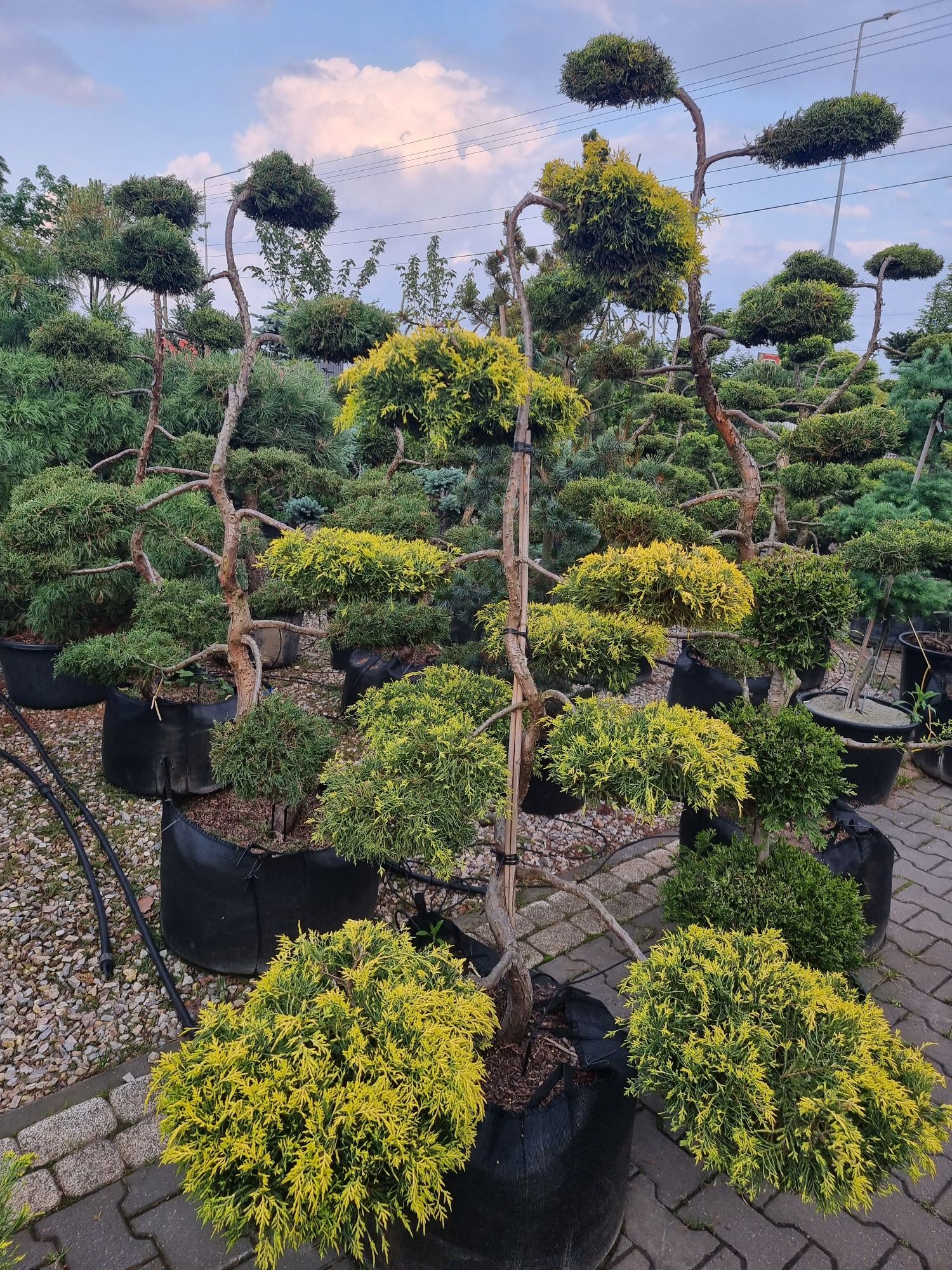BONSAI ogrodowe Niwaki Formowane