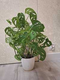 Monstera monkey zielona