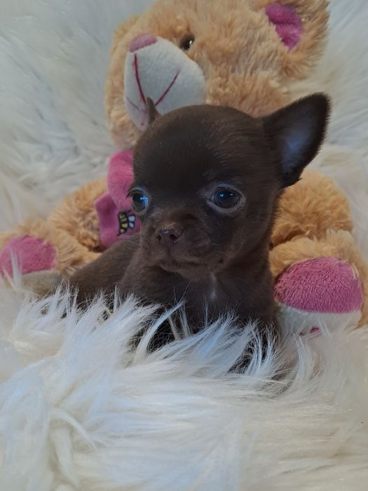 **SALLY**sunia chihuahua malutka choco zarezerwowana
