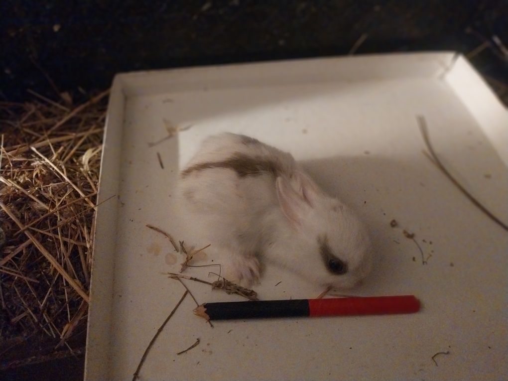Coelhos anões angorá