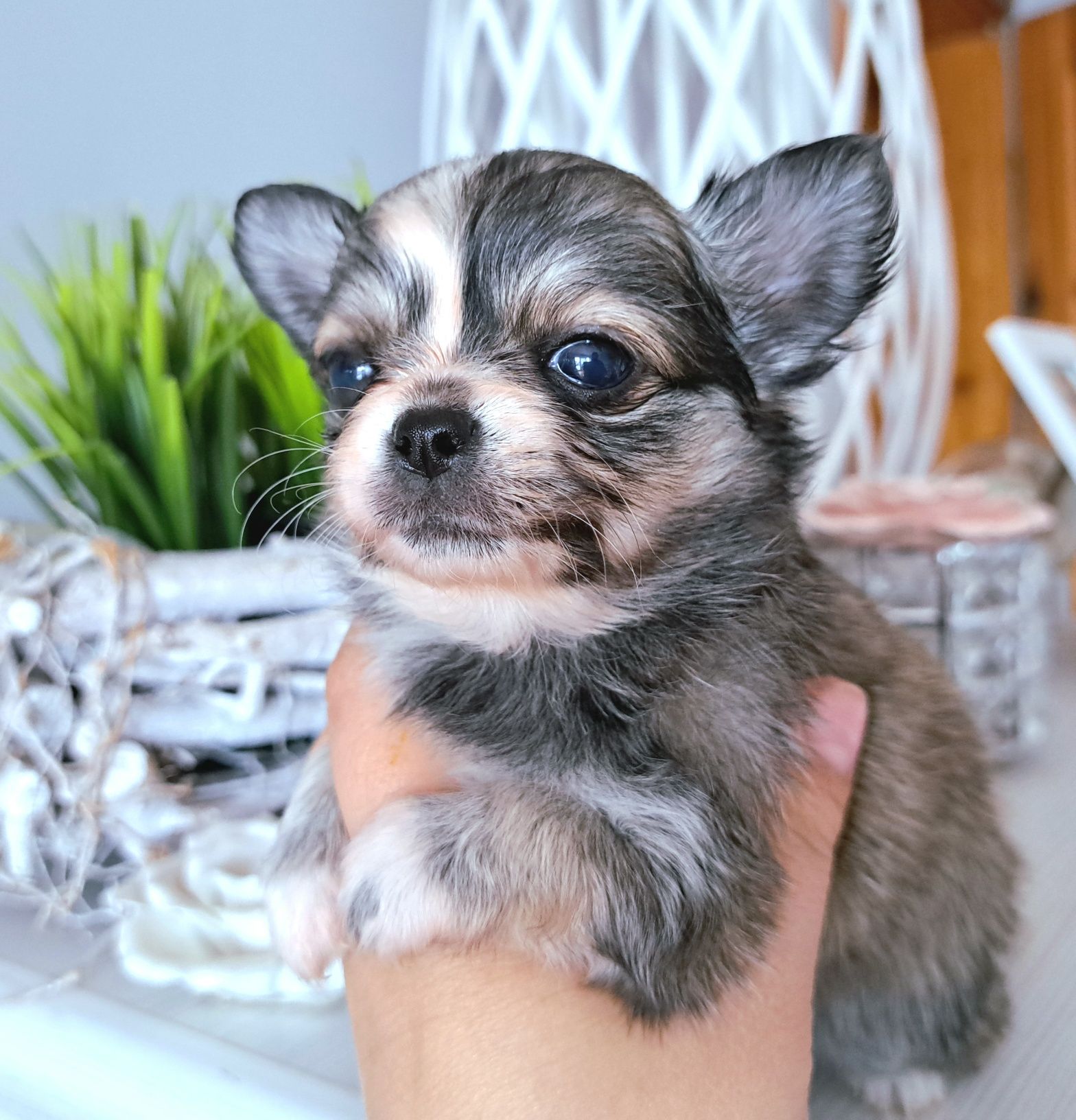 Caladia piękna dziewczynka Chihuahua długowłosa xxs