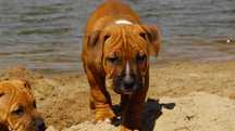 American Staffordshire Terrier-rudy samiec Elio ZKwP/FCI do odbioru
