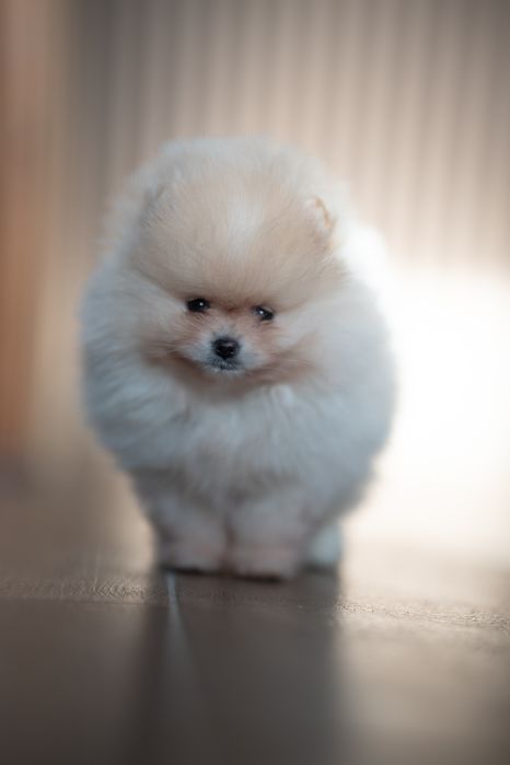 Szpic miniaturowy pomeranian
