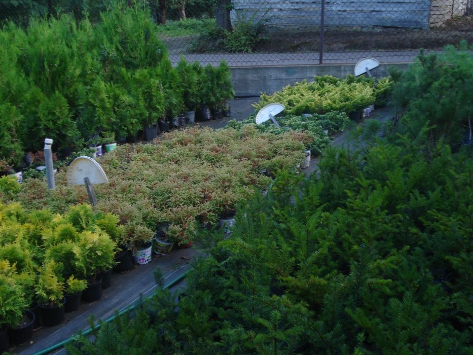 Sadzonki  jodeł - daglezji w doniczkach wys -50 - 70 cm i większe