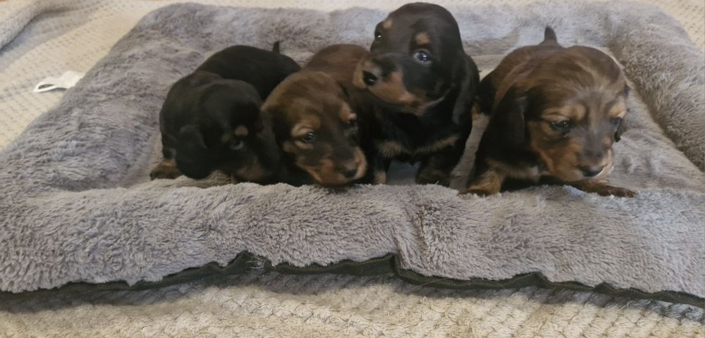 Jamnik długowłosy suczka standar