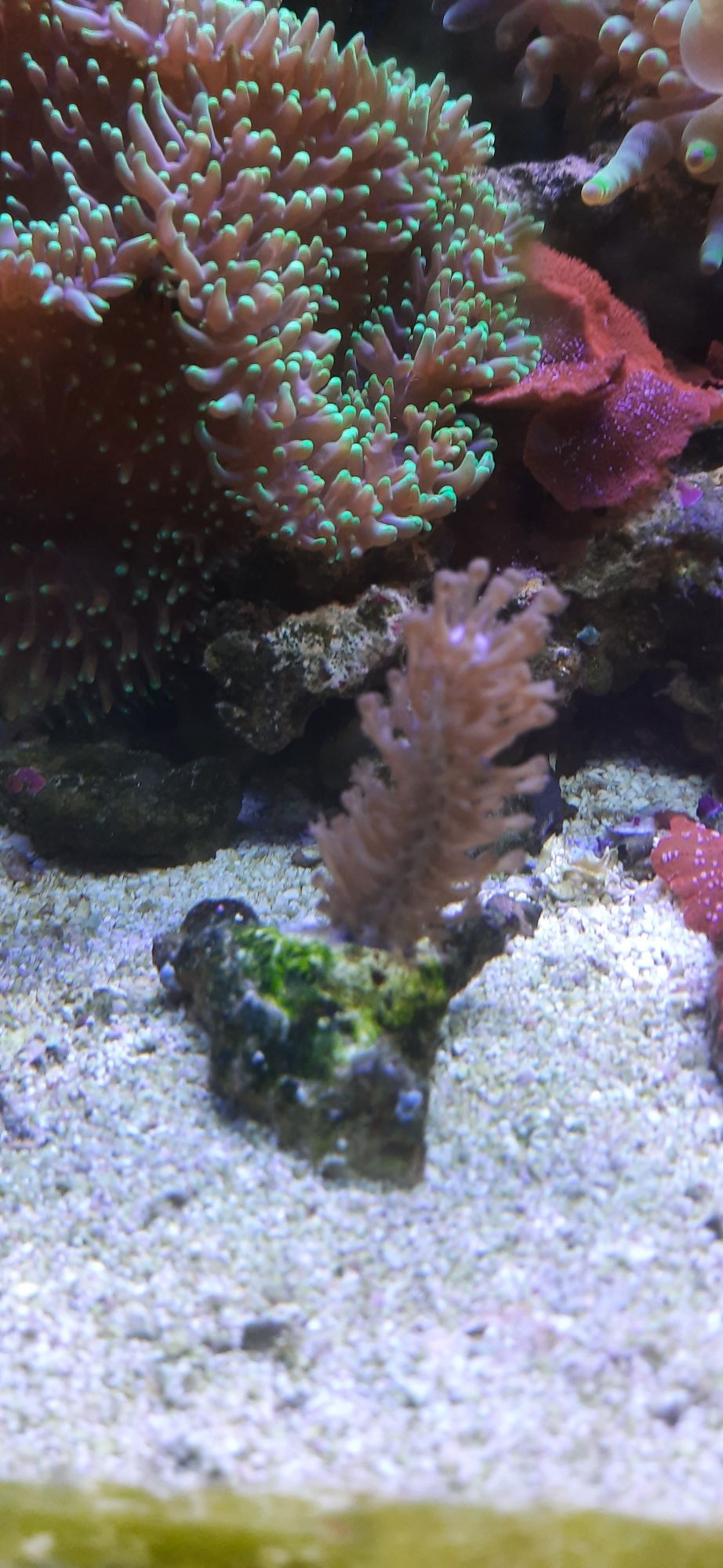 Akwarium morskie korale miekkie