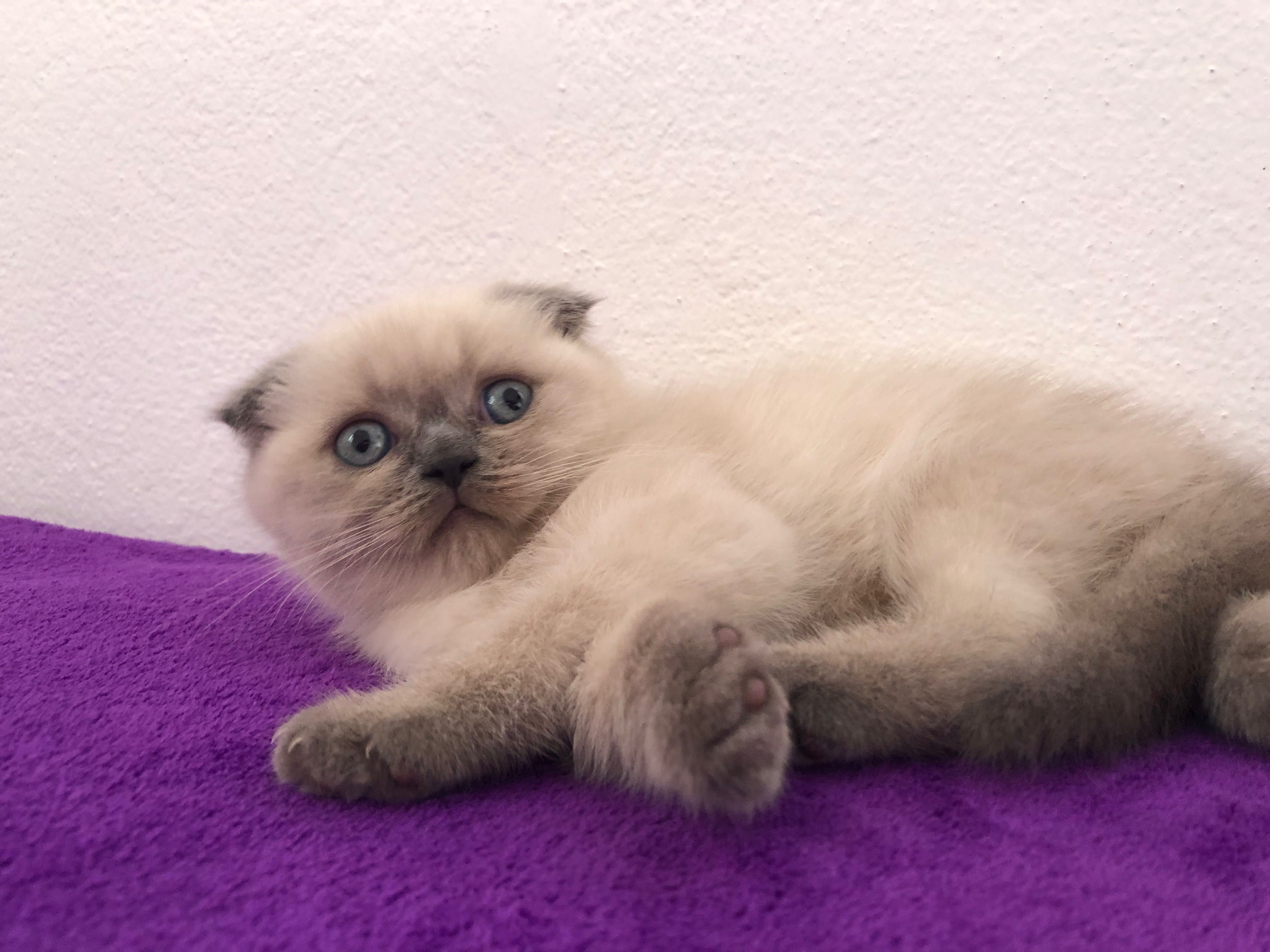 Fêmea Scottish Fold Blue Point