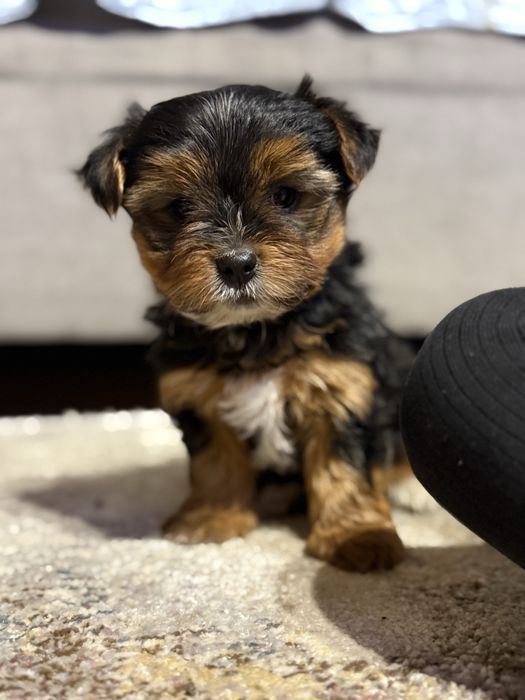 Piesek yorkshire terier