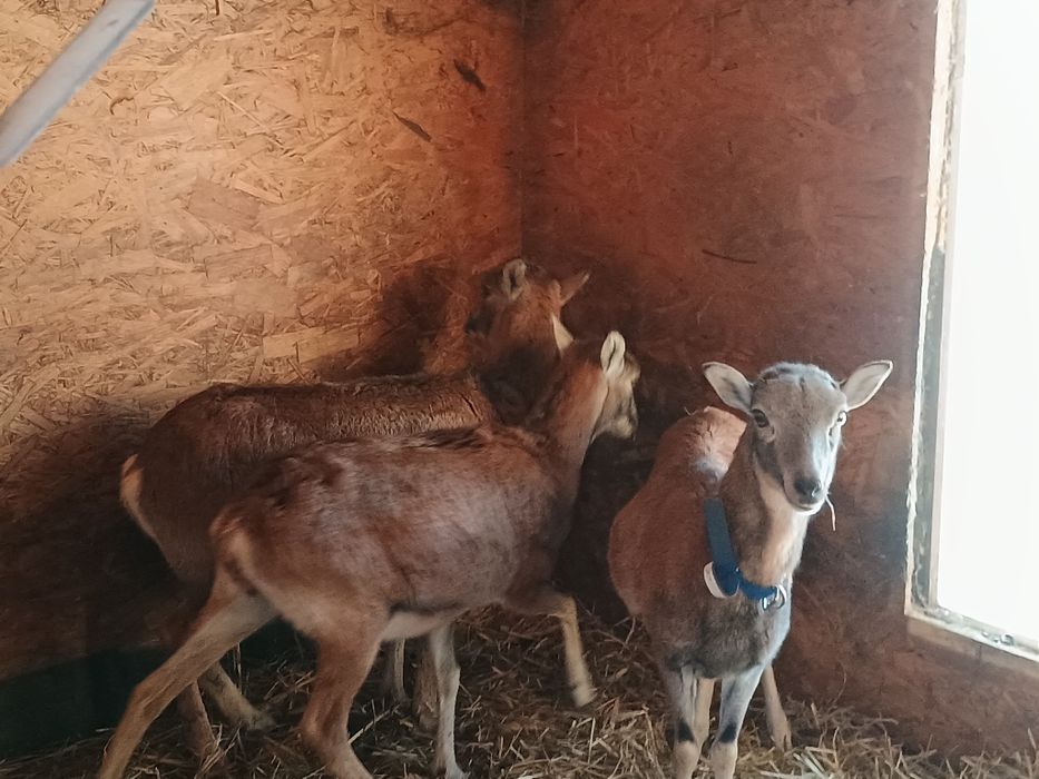 Muflony/owce/kameruńskie/