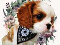 Cawalier King Charles spaniel do odbioru badania genetyczne