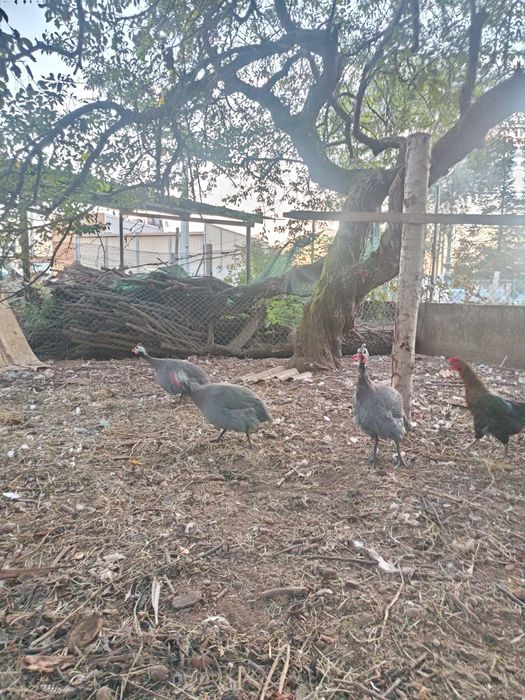 3 Galinhas da Angola