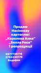 Продам насіневу картоплю