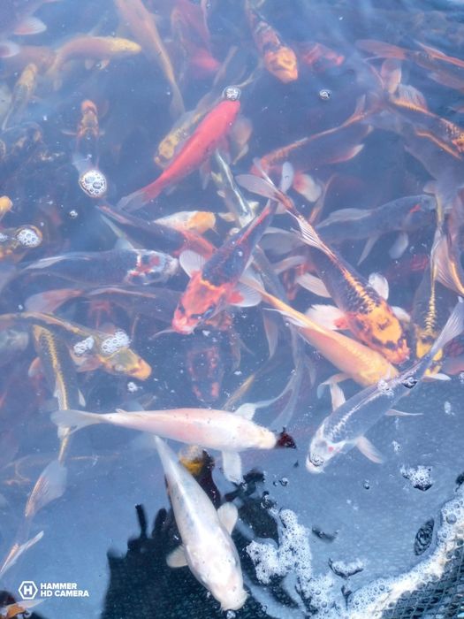 Karp Koi Narybek Karpia Koi