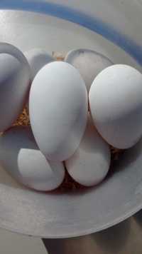 Інкубаційне гусяче яйце-Мамут