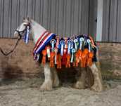 Kon ujezdzenie sport klacz tinker irish cob kuc grupa C
