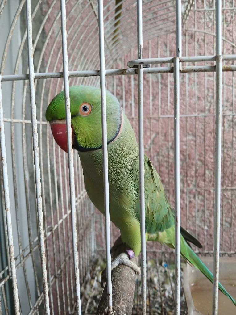 Vendo casal de Ringneck e Piriquito Regente macho