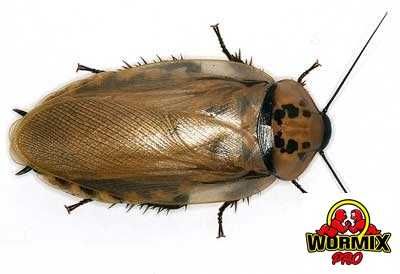 Живой корм – Таракан блаберус Eublaberus posticus